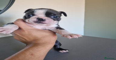 Boston Terrier dogs - Advert 2