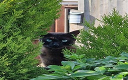 Tonkinese cats for sale: Beautiful Tonkinese Boy - Cappuccino - Image 2