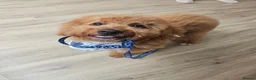 Cockapoo dogs for sale: Cockapoo for rehome - Advert 1