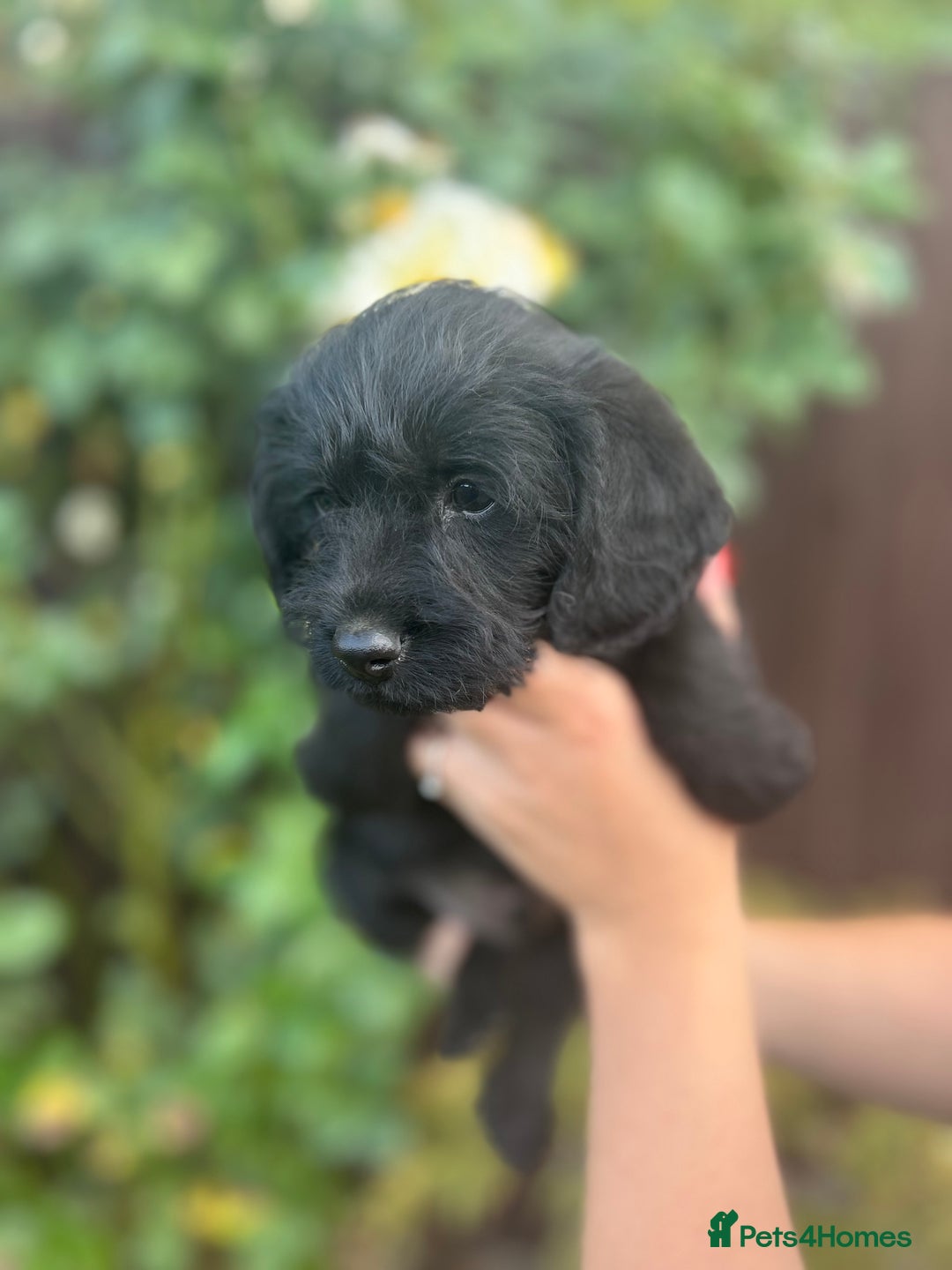 Mixed Breed dogs for sale: Bordoodle puppy’s  - Image 4
