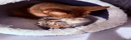 Abyssinian cats for sale: 🐾 Beautiful Abyssinian Cross Kitten - Female 🐾 in Wokingham - Advert 7