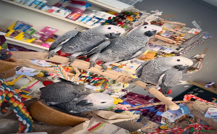 Parrots birds - Advert 2