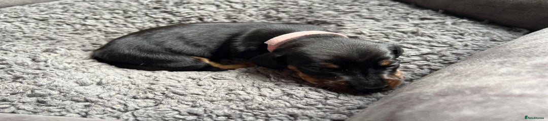 Miniature Dachshund Puppy 4