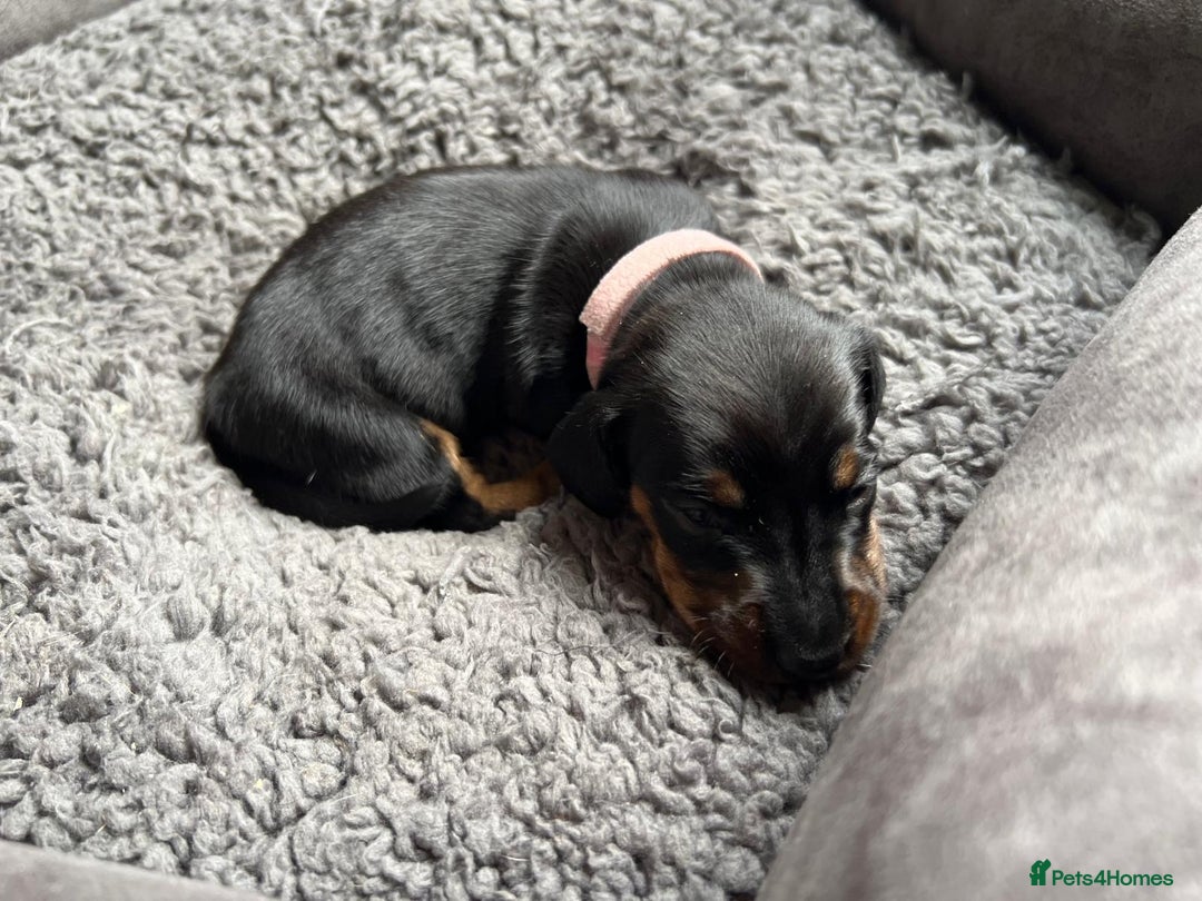 Miniature Dachshund dogs for sale: Miniature dachshund mix priced  - Image 3