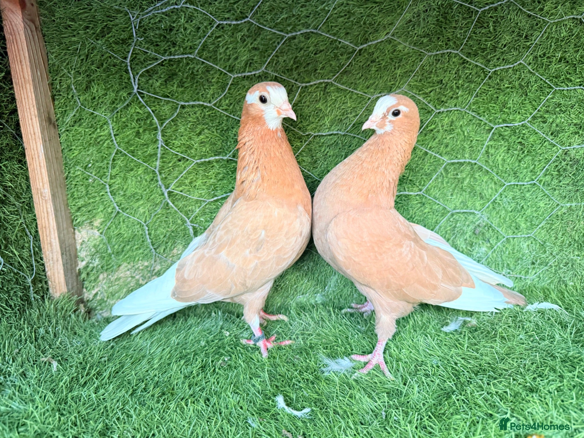 Pigeons birds Premium Breeding Pigeons Top Quality Pairs Availab - Advert 1