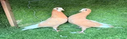 Pigeons birds for sale: Premium Breeding Pigeons Top Quality Pairs Availab - Advert 29