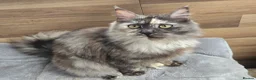 Maine Coon cats for sale: Kittens MaineCoon Tica Registred Maine Coon - Advert 10