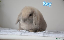 Mini Lop rabbits for sale: Beautiful pure mini lop bunnies  - Image 13