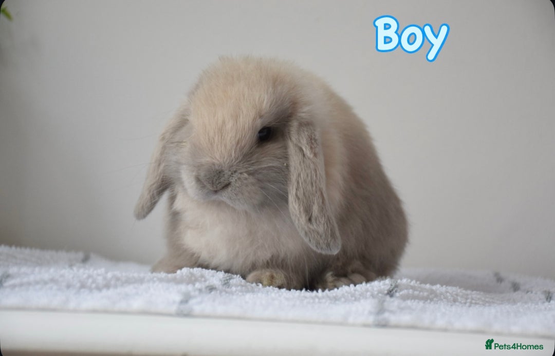 Mini Lop rabbits for sale: Beautiful pure mini lop bunnies  - Image 13