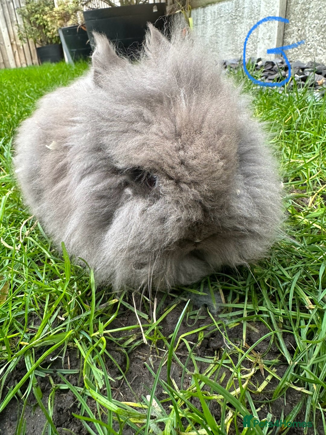 Lionhead rabbits for sale: Lionhead Rabbits For Sale  - Advert 3