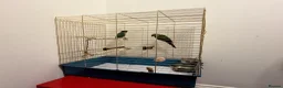 Conures birds for sale: Green cheek conure and Turquoise green cheek parak in Dewsbury - Advert 7