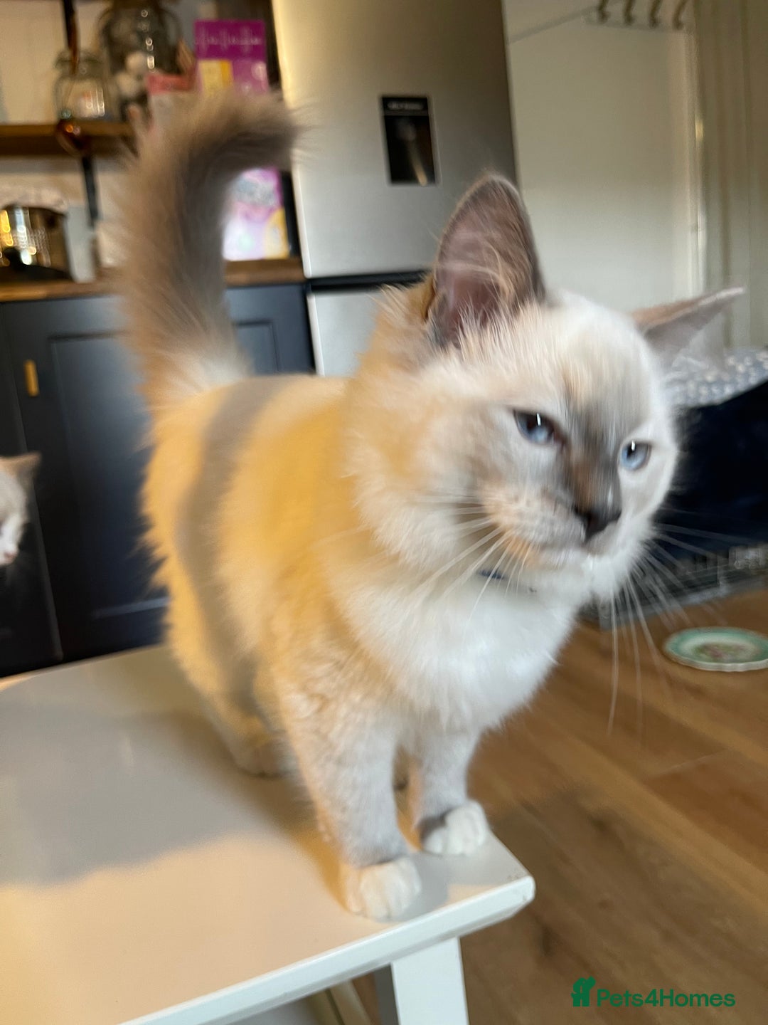 Ragdoll cats for sale: Ragdoll kittens ready now  !💞  - Image 23