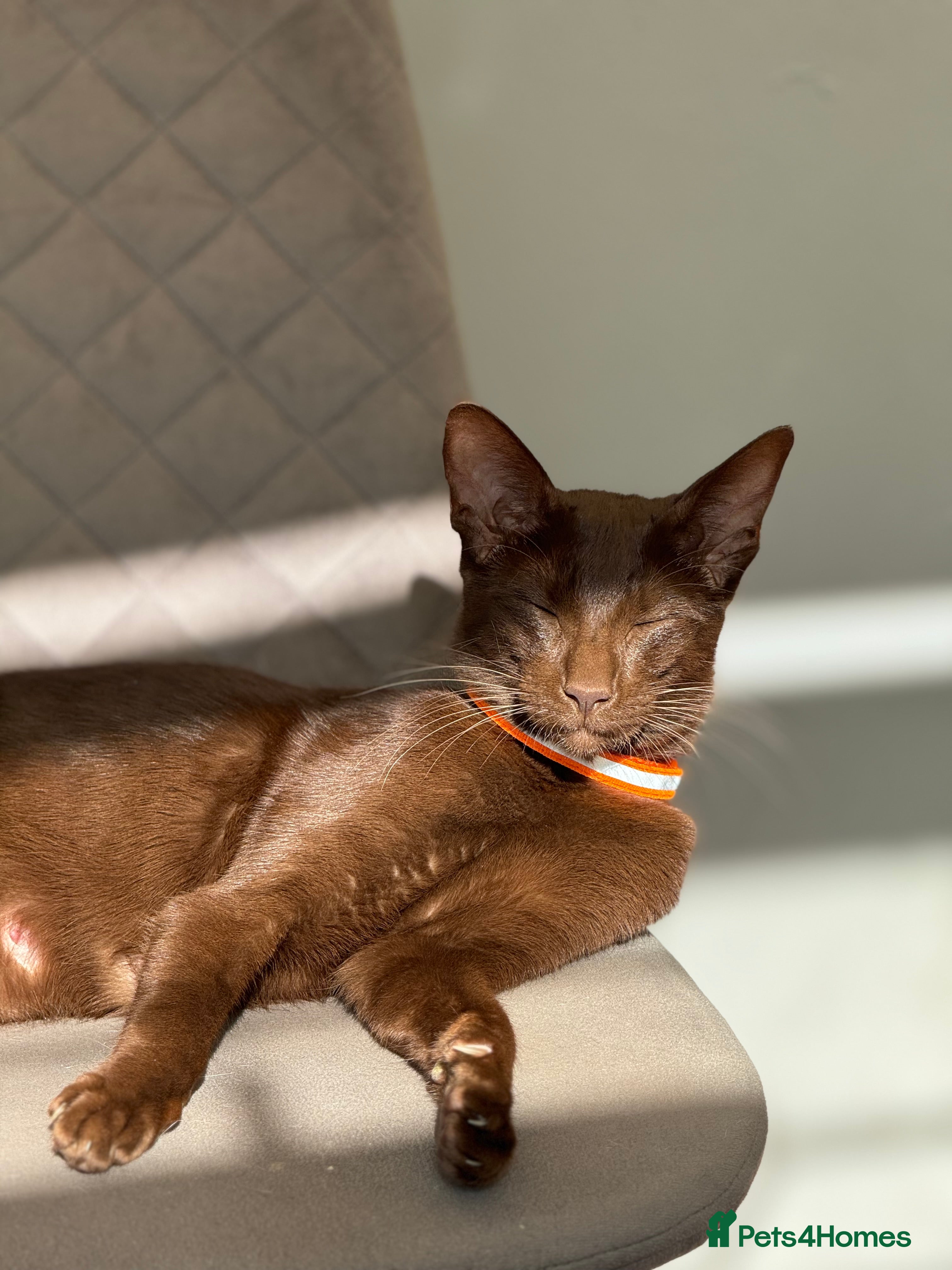 Mixed Breed cats Sweet kittens for sale  - Advert 16