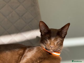 Mixed Breed cats Sweet kittens for sale - Advert 1