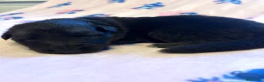 German Shepherd 6