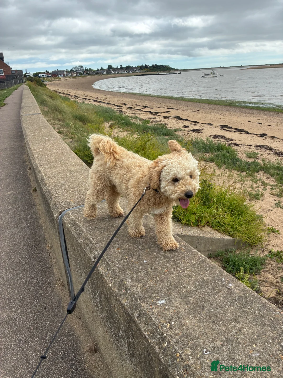 Mixed Breed dogs for sale: Little boy for sale  - Advert 2