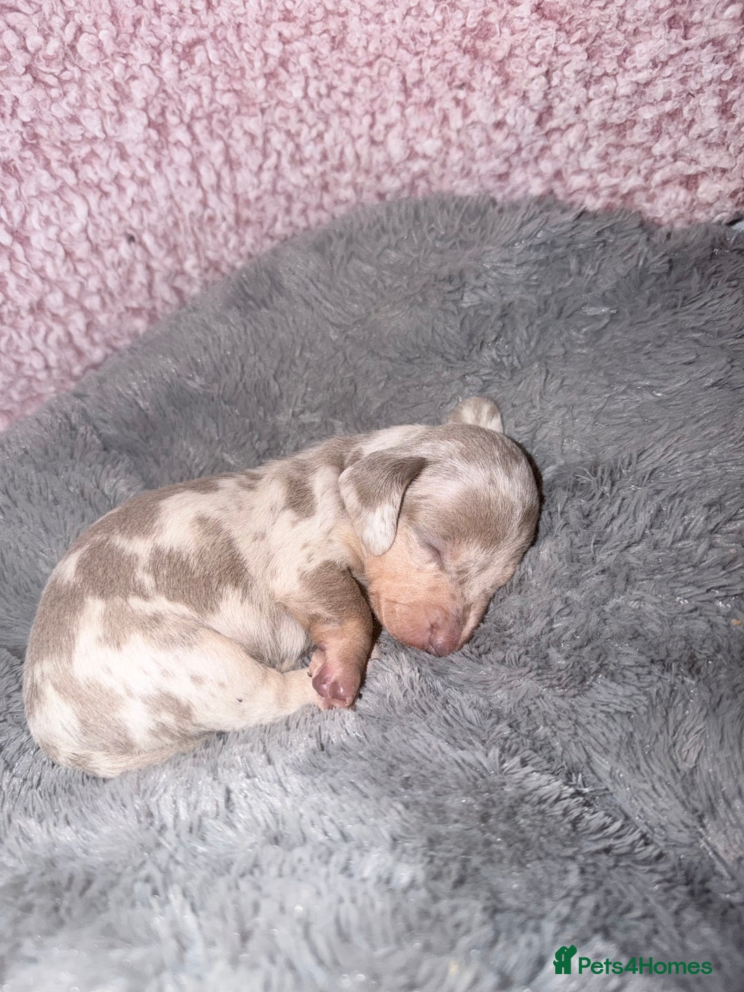 Miniature Dachshund dogs for sale: Stunning kc reg miniature dachshund puppies - Advert 17