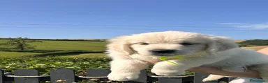 Lime green collar girl 