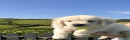 Golden Retriever dogs for sale: 👉👉Fully health tested parents!! 👈👈 - Advert 14