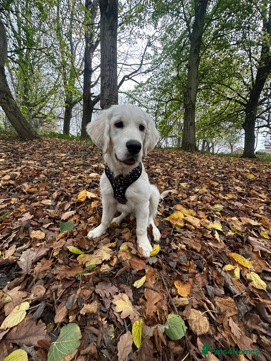 Golden Retriever dogs for sale: 8 month old golden retriever for rehome - Advert 5