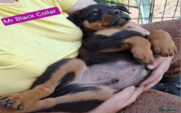 Rottweiler dogs for sale: Stunning Litter Of Shepweiler X Mastiff Pups - Image 21