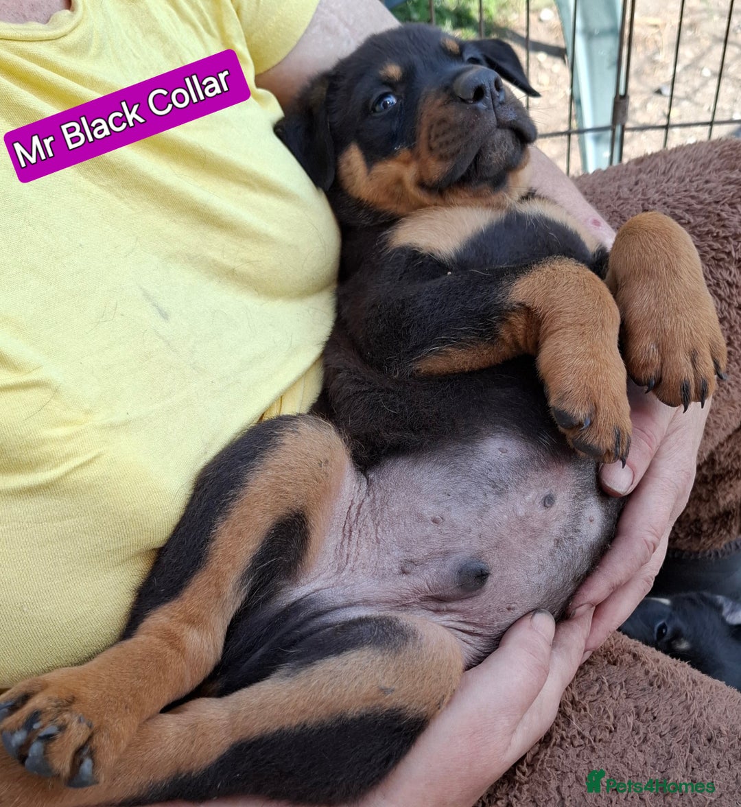 Rottweiler dogs for sale: Stunning Litter Of Shepweiler X Mastiff Pups - Image 21