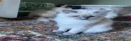 Ragdoll cats for sale: Gccf registered ragdoll kittens  - Advert 3
