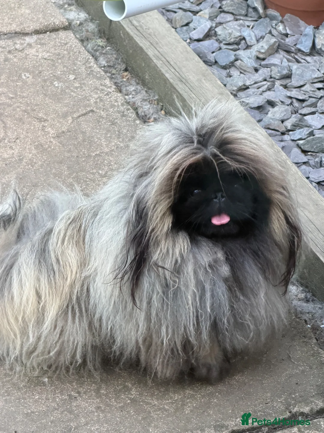Pekingese dogs for sale: Kc Pekingnese sable Blk mask 3 little girls  - Advert 2