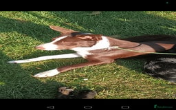 Border Collie dogs for sale: Border collie puppies B/W & Merle - Image 3