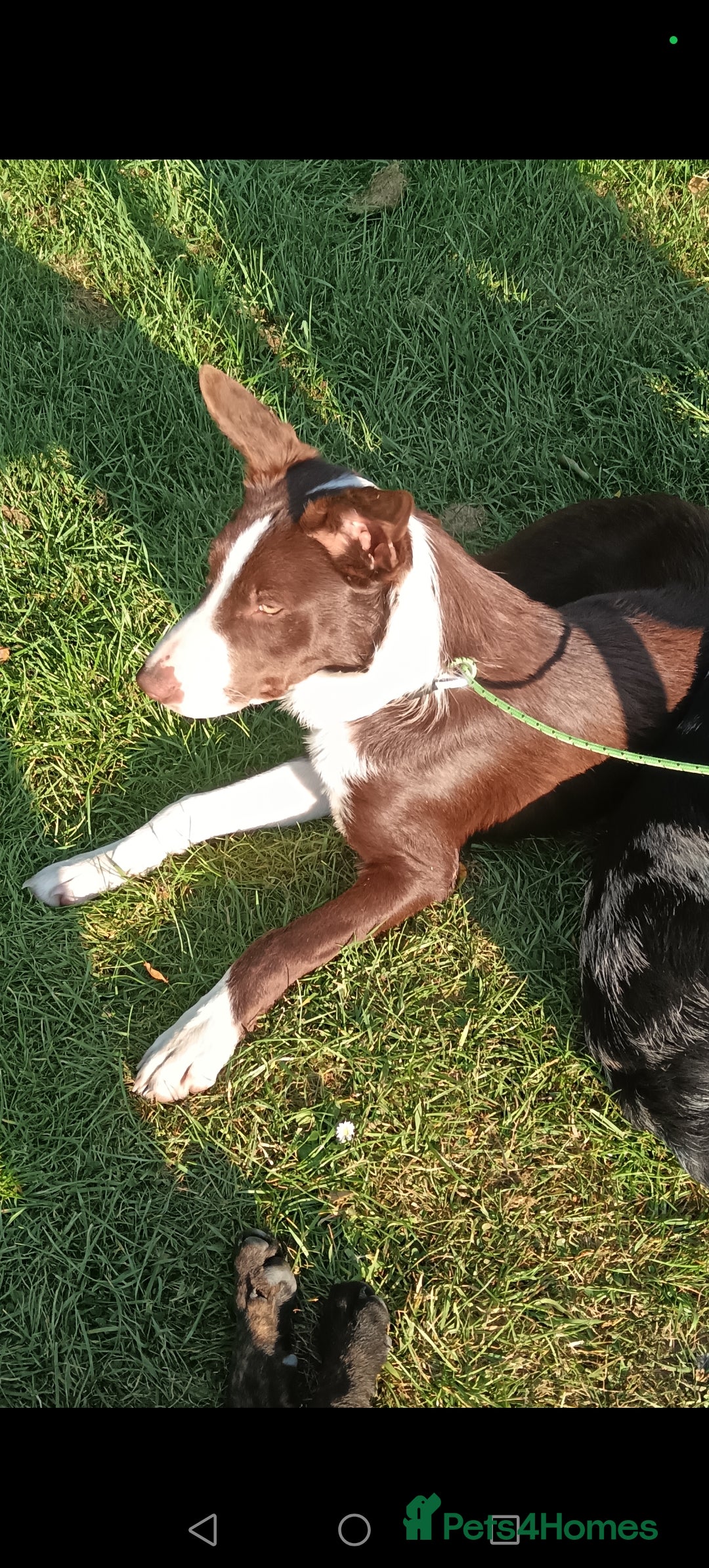 Border Collie dogs for sale: Border collie puppies B/W & Merle - Image 3