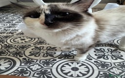 Ragdoll cats for sale: GCCF registered Ragdoll-Red Tabby Boy - Image 11
