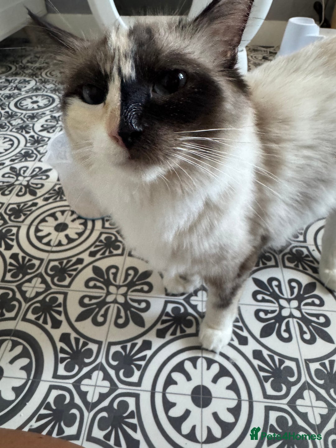 Ragdoll cats for sale: GCCF registered Ragdoll-Red Tabby Boy - Image 11