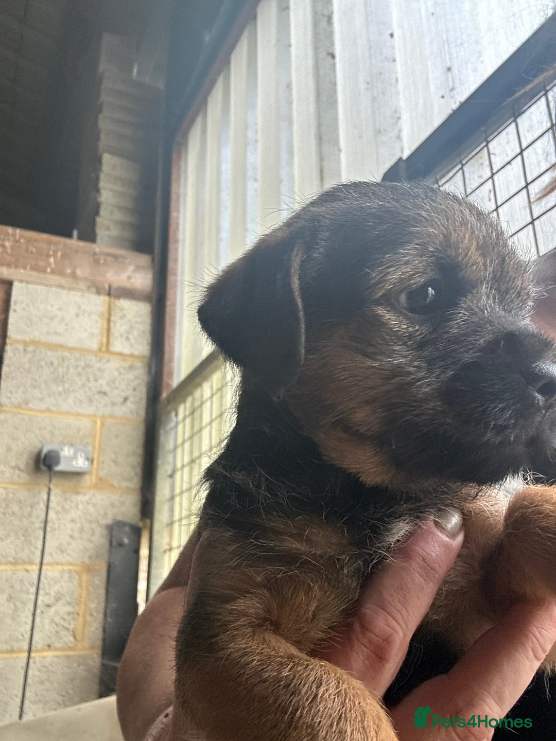 Border Terrier dogs for sale: Border Terrier Pups - Image 26