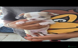 Chihuahua dogs for sale: Gorgeous Chihuahua Puppies Looking 4 Forever Homes - Image 26