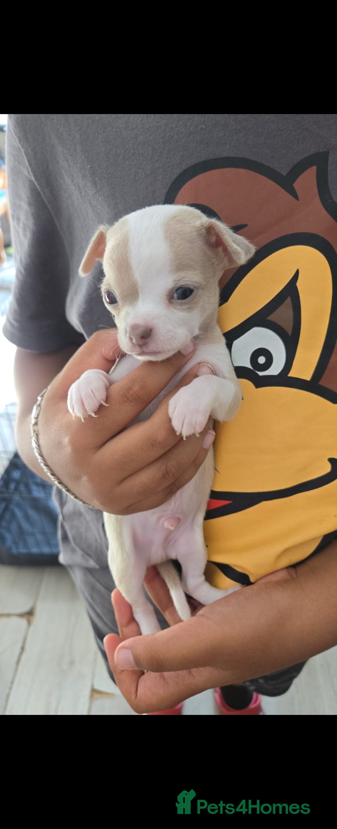 Chihuahua dogs for sale: Gorgeous Chihuahua Puppies Looking 4 Forever Homes - Image 26