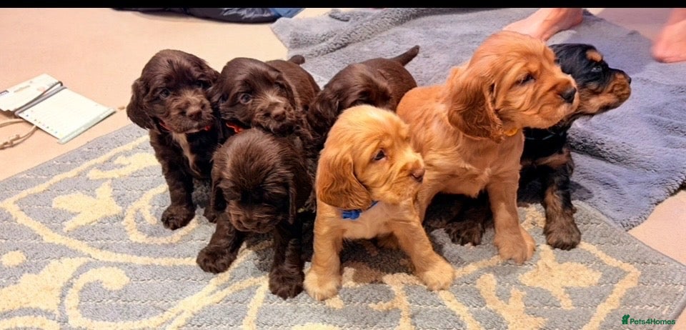 Cocker Spaniel dogs KC show cocker spaniel puppies Simbawood sire  - Advert 1