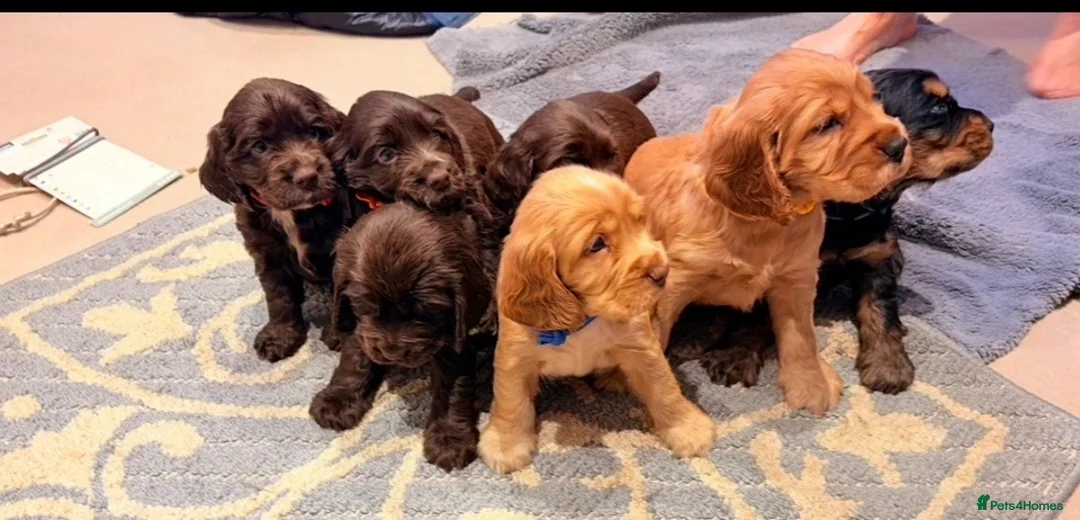 Cocker Spaniel dogs for sale: KC show cocker spaniel puppies Simbawood sire  - Advert 1