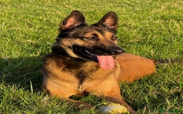 German Shepherd dogs for adoption: Adopt beautiful Skye! - Advert 2