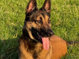 German Shepherd dogs Adopt beautiful Skye! - Advert 3