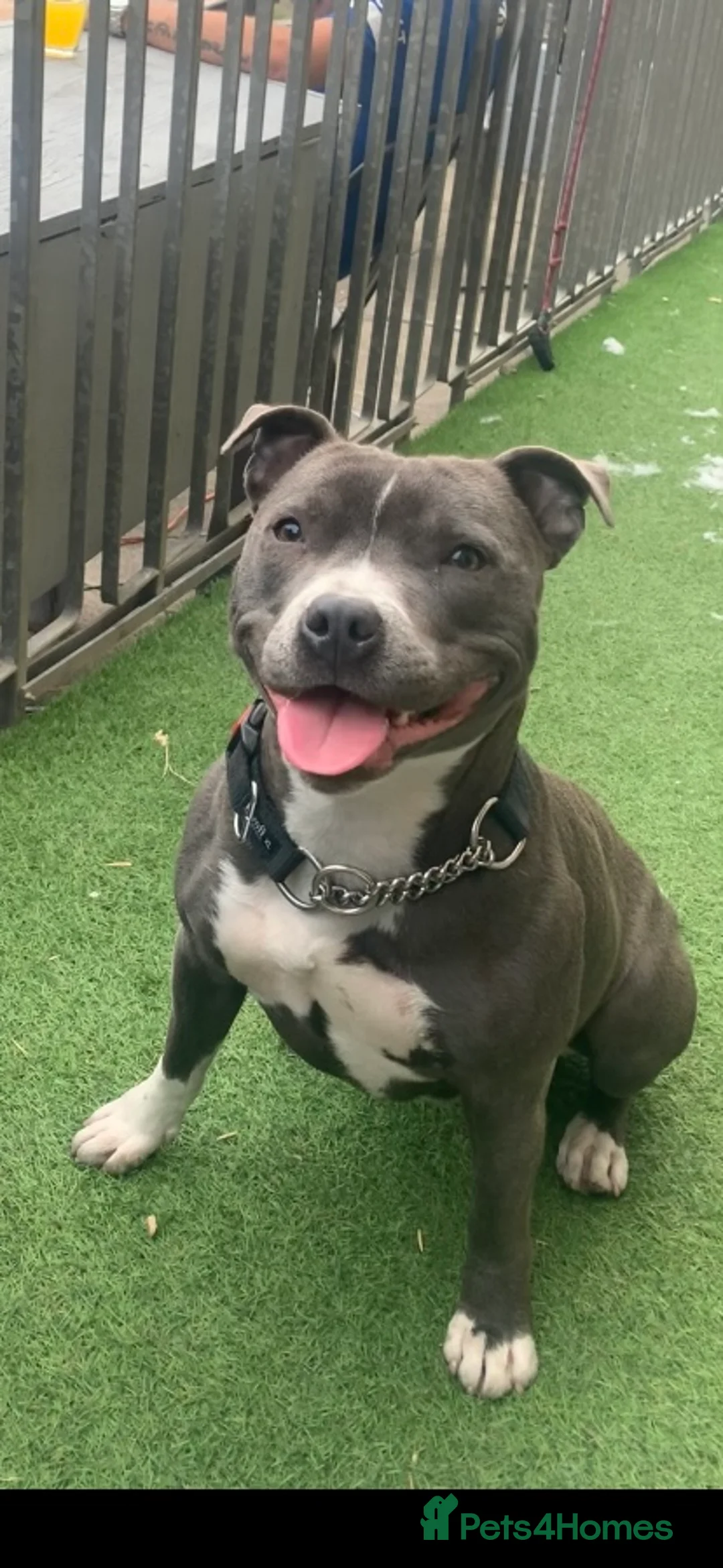 Staffordshire Bull Terrier dogs for sale: Staffordshire Bullterrior Puppies - Advert 2