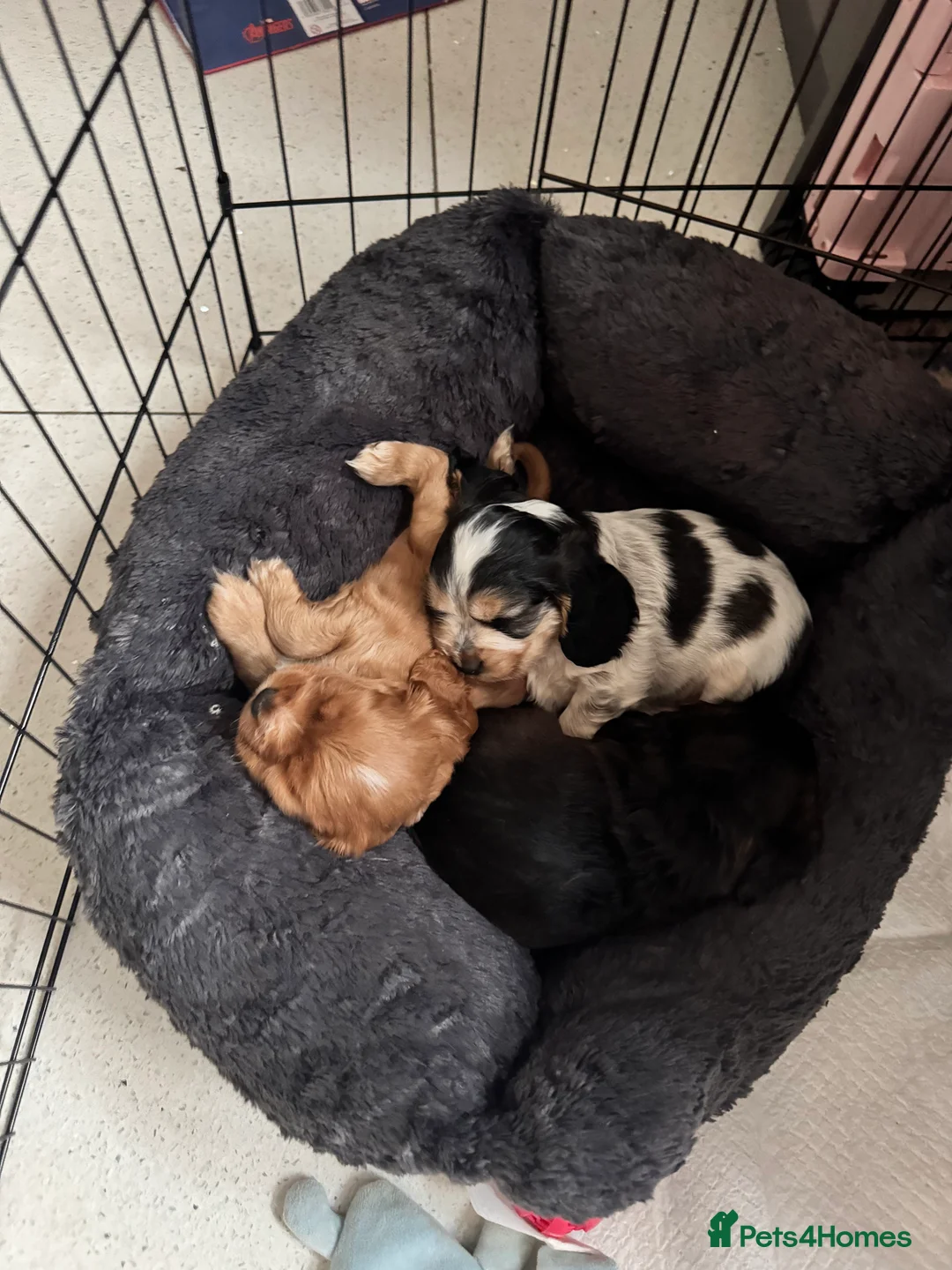 Mixed Breed dogs for sale: Cocker spaniel puppies - Advert 5