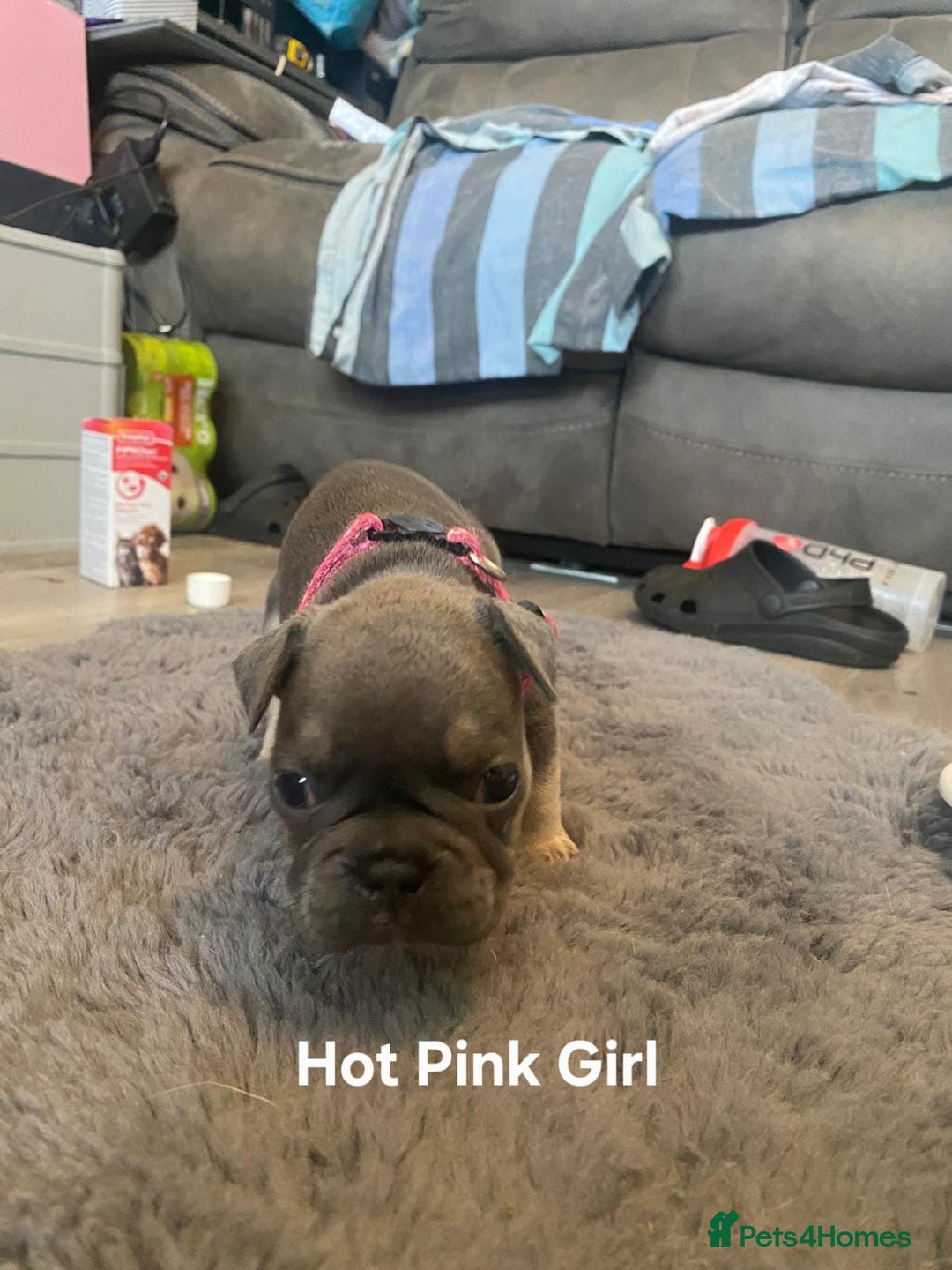 French Bulldog dogs for sale: beautiful chunky French bulldog puppies  - Image 10
