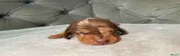 Miniature Dachshund dogs for sale: READY NOW Tiny MALES KC reg mini dachshunds  - Advert 20