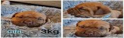 Mixed Breed dogs for sale: Muscle mastiff puppies  in Galashiels - Advert 8