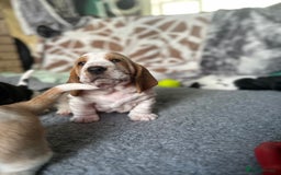 Basset Hound dogs for sale: Basset Hound Puppies - Image 9