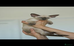 Oriental cats for sale: Stunning beautiful Oriental kitten BOY - Image 2