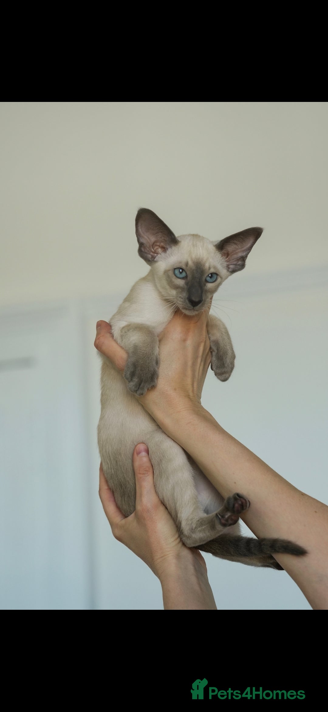 Oriental cats for sale: Stunning beautiful Oriental kitten BOY - Image 2