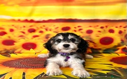 Cockapoo dogs for sale: ⭐️Rare Silver Phantom DNA CLEAR Mini F1 Cockapoos - Image 15