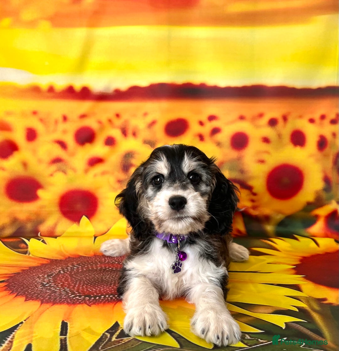 Cockapoo dogs for sale: ⭐️Rare Silver Phantom DNA CLEAR Mini F1 Cockapoos - Image 15