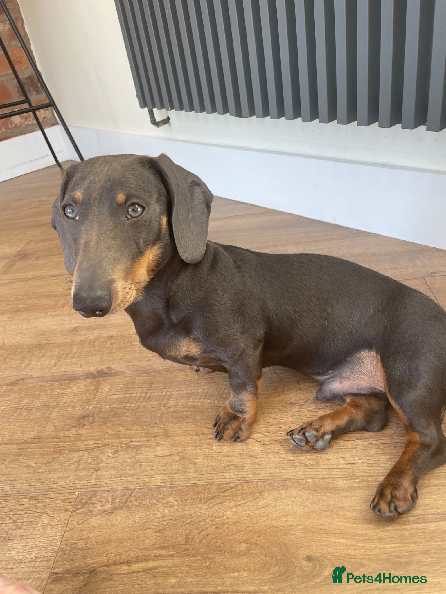 Miniature Dachshund dogs KC registered Blue and Tan miniature Dachshund  - Advert 1